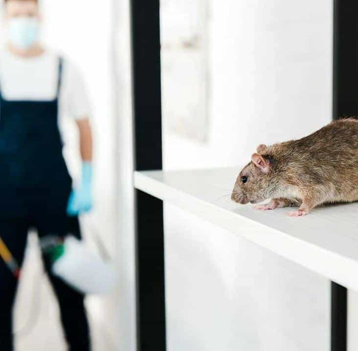 Дератизация в Волгограде